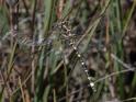 Synthemis eustalacta (Swamp Tigertail)-7.jpg